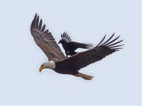 Crow Hitching A Ride On An Eagle Eagle Probably Thought It Was A Flea