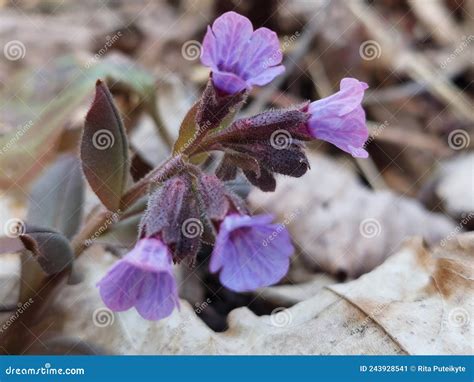 Pulmonaria Obscura Stock Image Image Of Flowering Suffolk 243928541