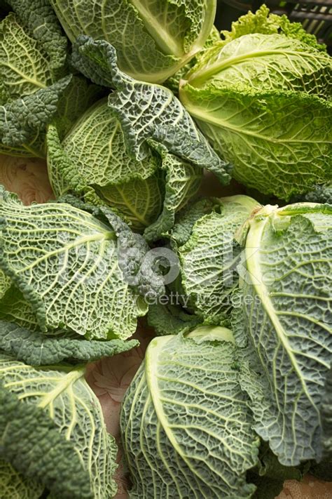 Savoy Cabbage Stock Photo | Royalty-Free | FreeImages