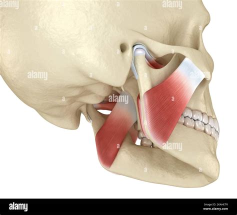 Tmj The Temporomandibular Joints And Muscles Medically Accurate 3d