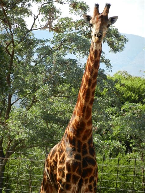 Giraffe- Mabula Game Reserve, South Africa | Giraffe, Game reserve, Animals