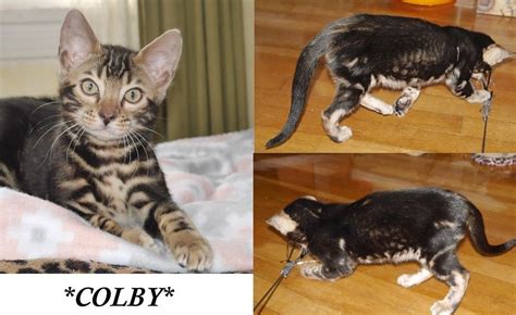 Colby - Brown Marble Male Bengal Kitten - KotyKatz Bengals