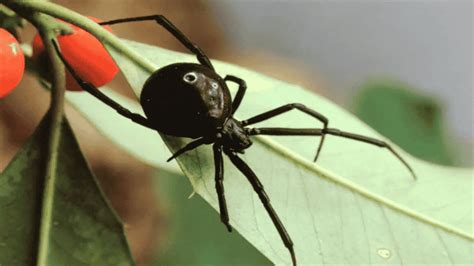 Spiders Of Louisiana Exploring Arachnid Diversity