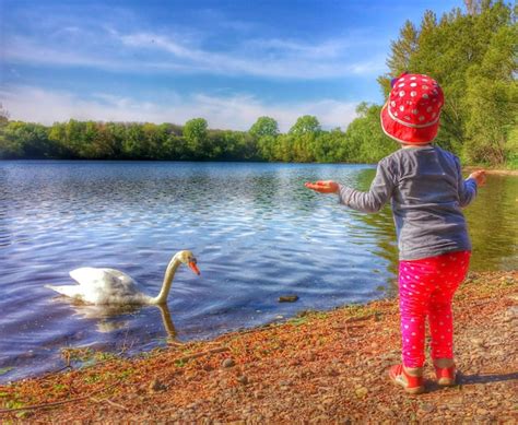 Premium Photo Rear View Of Girl Standing By Duck On Lakeshore