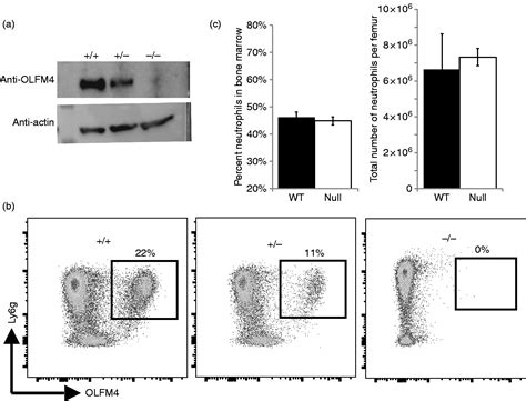 Olfactomedin 4 Marks A Subset Of Neutrophils In Mice Matthew N Alder