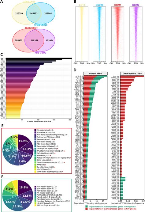 Global Characterization Of Transcription Factor Binding Sites In Open