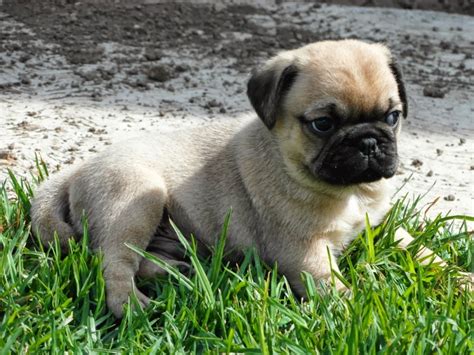 Como Elegir Un Cachorro Pug Criadero Pug Vaztor