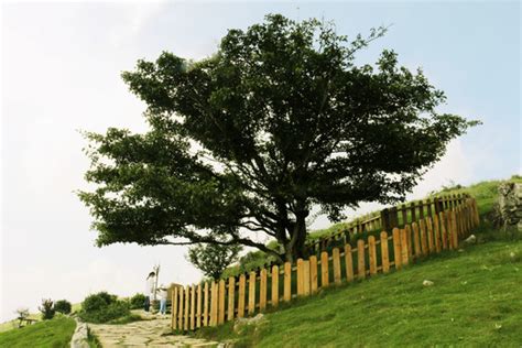 百里荒山楂树 山景区 旅游景点 摄影素材 汇图网