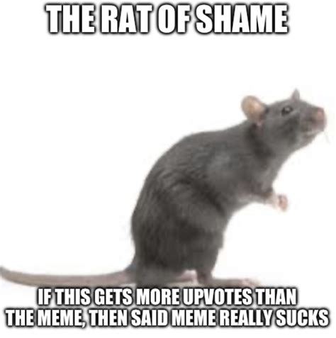 Rat Of Shame Blank Template Imgflip