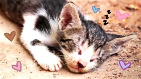 Kittens Drinking Milk Being Cute Cat Chilling Out Video ฅ •ﻌ• ฅ😺💗🐾 Youtube