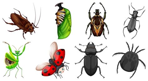 Conjunto De Diferentes Tipos De Insectos Vector Gratis