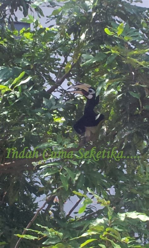 Indah Cuma Seketika Sepasang Burung Enggang Di Halaman Rumah