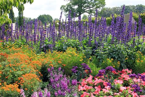 Images Gratuites Fleur Prairie Violet Floraison Parc Flore