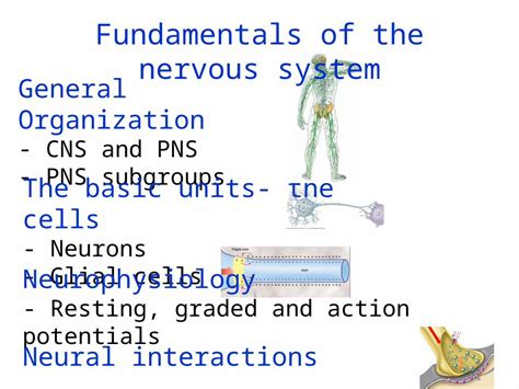 Ppt General Organization Cns And Pns Pns Subgroups The Basic