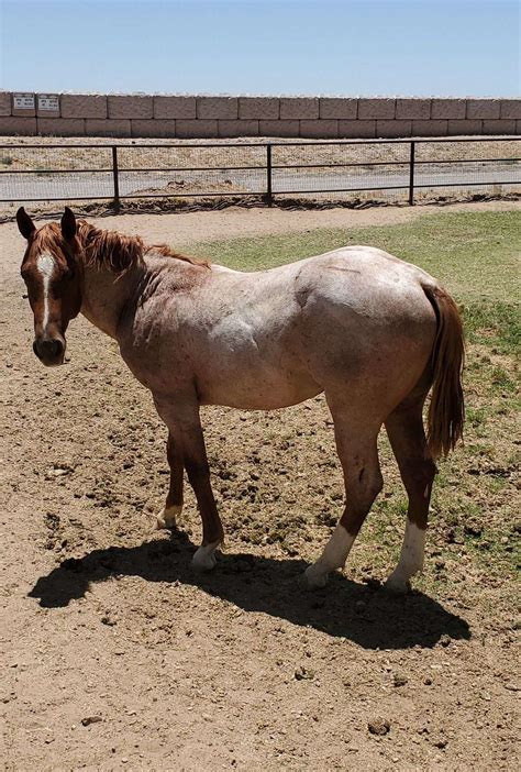 Red Roan Colt By Hashtags