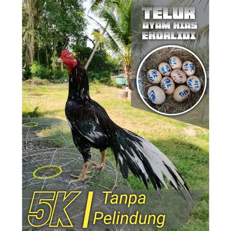 Jual Ayam Bangkok Asli Ekor Lidi Hias Super Telur Fertil Grade C No