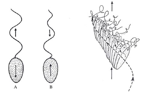 b – Movement of Euglena | Download Scientific Diagram