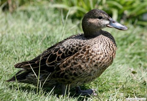 Eclipse Drake Blue Winged Teal