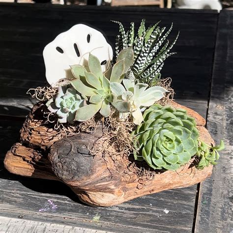 Succulent Driftwood Planter April 25 2024 1 00