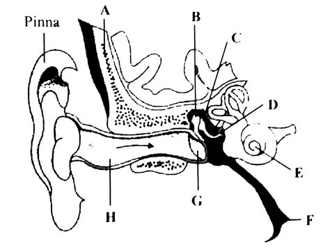 A-Tympanic membrane, B-Incus, C-Malleus, D-Stapes, E-Cochlea, F-Eustac