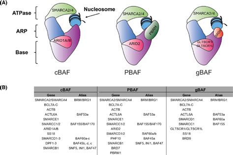 Complex Subunits A Schematic Depicting Canonical BAF CBAF