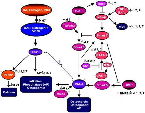 Identification Of Genes Responsible For Osteoblast Differentiation From