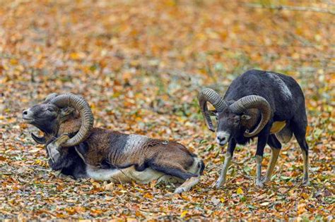 Defeated European Mouflon Ovis Aries Musimon Lying Down After Fight