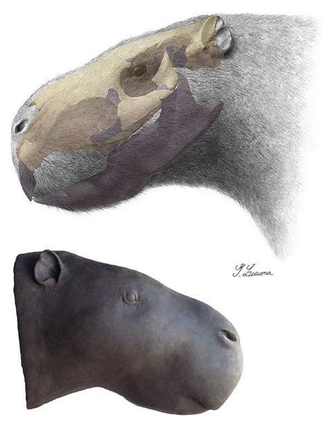 The 7 Weirdest Extinct Animals - A-Z Animals