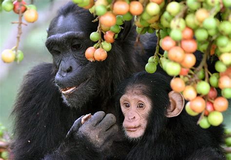 Chimpanc N Pan Troglodytes Informaci N Giraffa Helping Nature