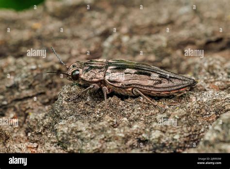 Sculptured Pine Borer Chalcophora Virginiensis Stock Photo Alamy