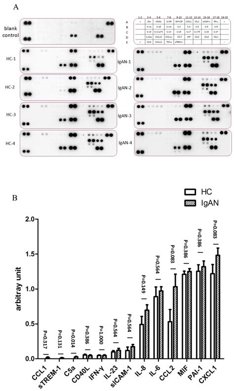 A The Right Upper Image Is A Human Cytokine Array Coordinates