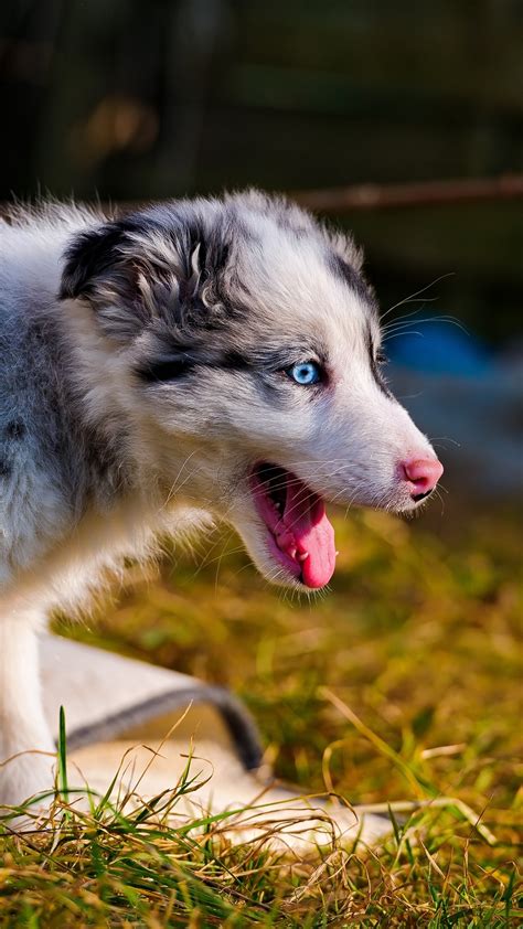 Wallpaper Australian Shepherd Cute Puppy Blue Eyes Grass 2880x1800