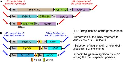 Frontiers Improved Split GFP Systems For Visualizing Organelle