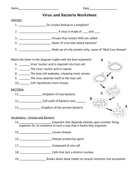 Bacteria Virus And Bacteria Worksheet Name