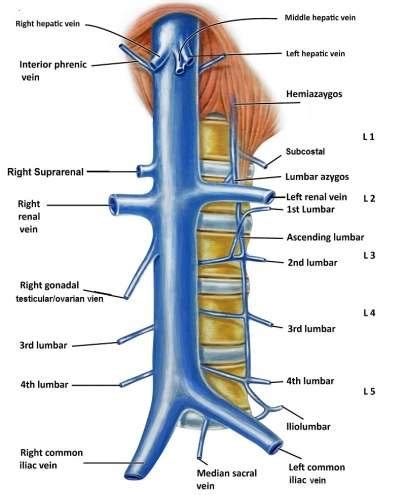 Inferior Vena Cava And Its Tributaries Anatomy Tutorial – NBKomputer