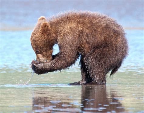 Christine Pence - Alaskan Coastal brown bear cubs | LensCulture