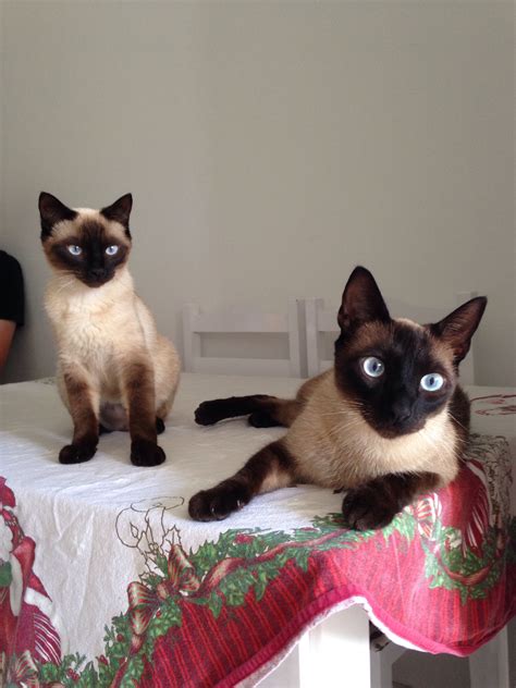 Siamese Cats for Sale Near Me