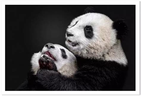 Pandas Poster D Animaux HEXOA