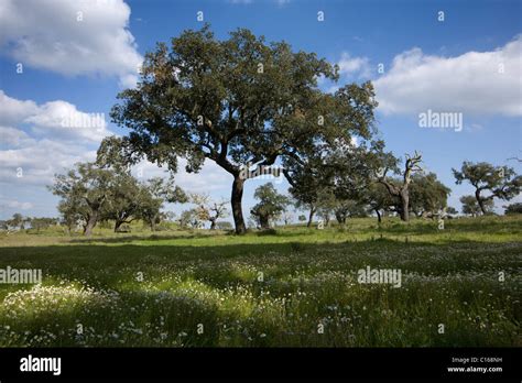 Cork trees, the Alentejo, Portugal Stock Photo - Alamy