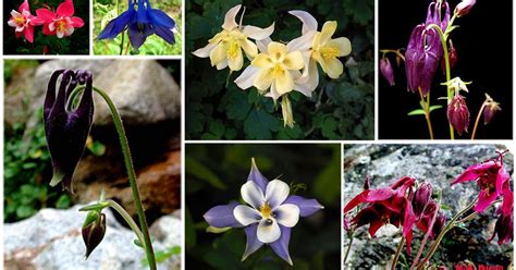 Huesca Y La Sierra De Guara Aquilegia Carl Von Linn Columbine