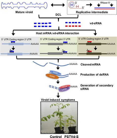 Virus Host Interactions The Rna Perspective Wires Rna