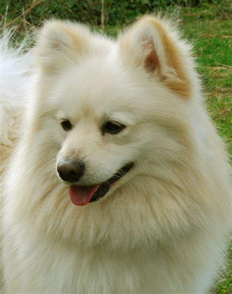 German Spitz Information, Photos, Grooming | DogExpress