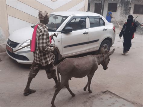 Hyderabad Donkey Milk Is The New Rage Litre Selling For Rs 7k