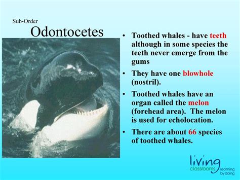 Odontocetes