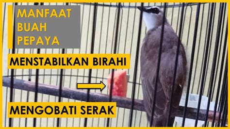 Cara Menstabilkan Birahi Burung Trucukan Dengan Pepaya Anti Serak Dan