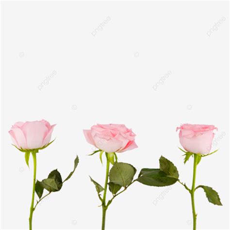 Romantic Roses For Valentine S Day Tanabata Valentine S Day Romantic