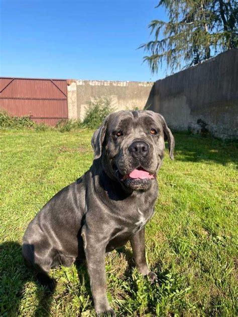 Pere Ka Cane Corso Do Adopcji Pozna Stare Miasto Olx Pl