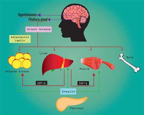 Bpc Peptide Therapy Bpc Pure Advantages Bpc Frequently