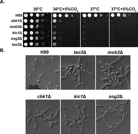 The RAM Signaling Pathway Links Morphology Thermotolerance And CO2