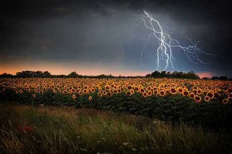 5800 Lightning Field Stock Photos Pictures And Royalty Free Images